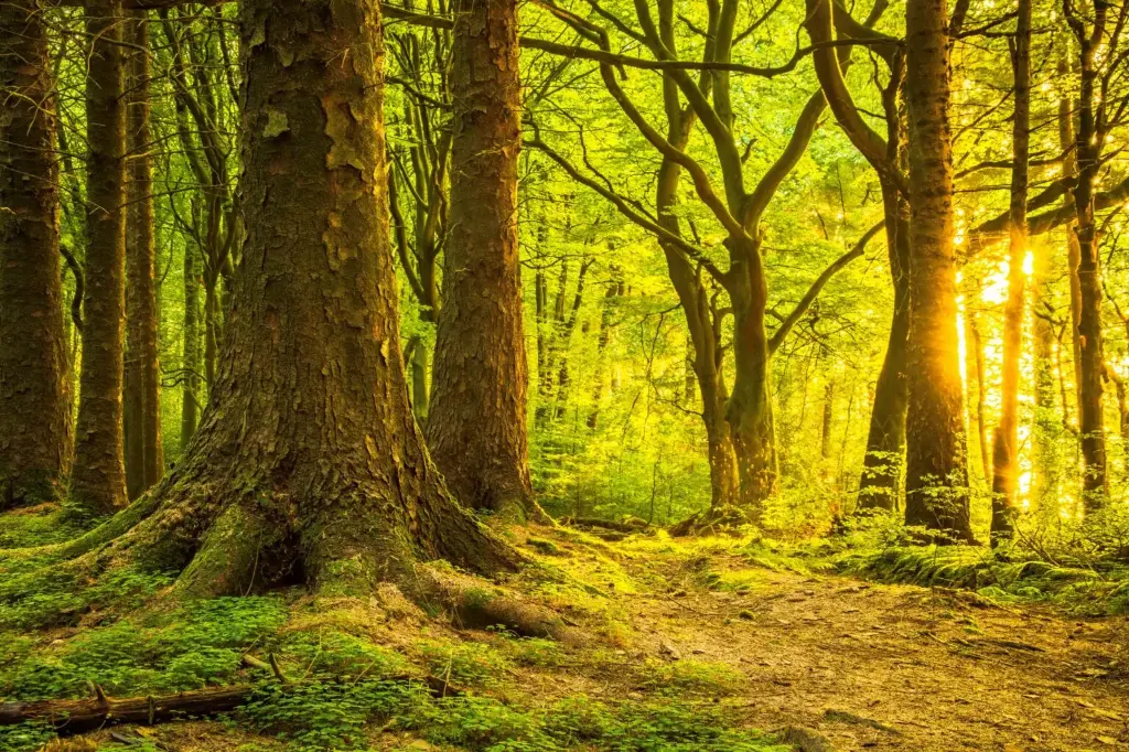 State-of-nature-1536x1024.webp